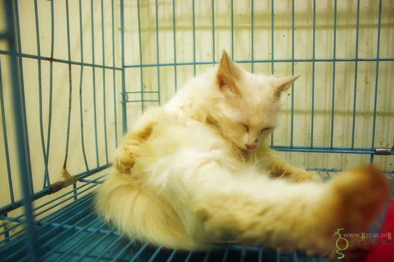 鸳鸯眼白色长毛喵星人