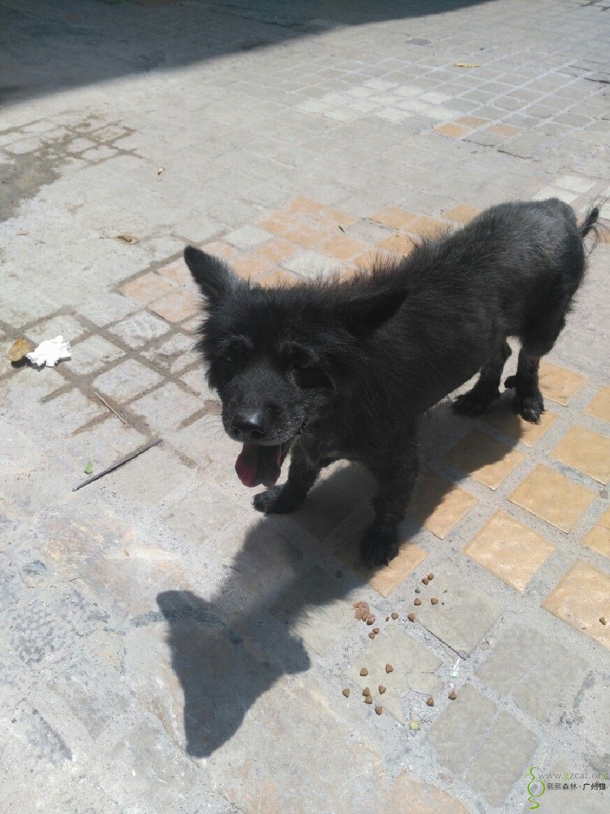 大德路广东省中医院对面又见忠狗,请各位伸出