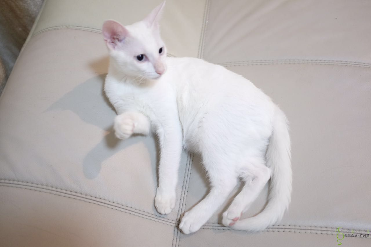 壁纸 动物 狗 狗狗 猫 猫咪 小猫 桌面 1280_852_动物世界 领养须知: 1.留下领养者的联系地址,电话,建立领养人档案 2.可以接受家访,猫咪安定后定期发照片或者视频,好让救助人知道他们的近况 3.生活稳定,有长期居住广州的打算,全家接受,懂猫爱猫,不因为怀孕、工作变迁等原因随意抛弃猫猫,实在有不能继续抚养的难处,不可私自把猫转送他人,请必定要和原救助人协商解决 4.