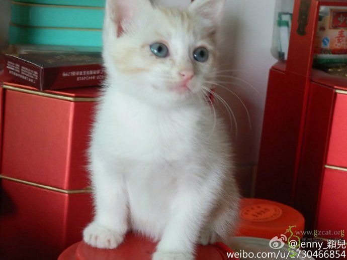两只两个月大的小猫咪,几天前被人丢弃到垃圾桶旁,救助人把它们洗干净,呈现在你面前的是两只漂亮的小天使,一只是可爱的三花警长猫,一只是浅黄色的小黄白,真心希望它们有个温暖幸福的家,望有爱心的爱猫人士领养,它们俩形影不离,最好两只一起领养,好让它们有个伴。 领养要求:1、广州有固定住所,收入稳定。(不考虑学生,有稳定工作和在广州长期发展的租房者可考虑) 2、全家同意,不离不弃,有爱心和责任心。 3、同意不定期回访并定期提供猫咪近照。 4、定期疫苗,适龄节育,有病及时就医。 5、不因以搬家,换工作,结婚生子,跟