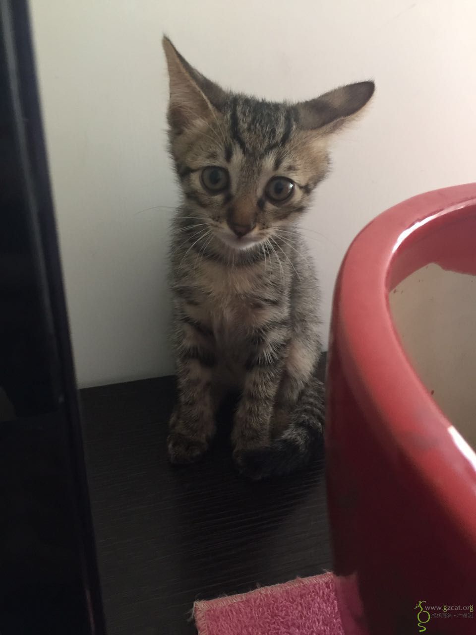 两个月大的狸花猫求领养