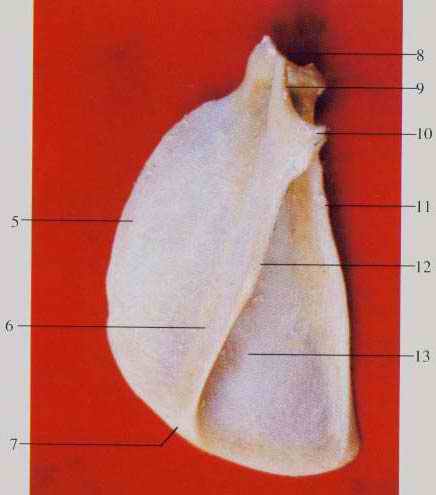 ιǱthe scapula