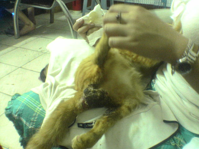 下半身瘫痪,大小便失禁的猫(有照片)