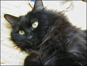从小家里就一直养猫,对黑色的猫中意一些.希