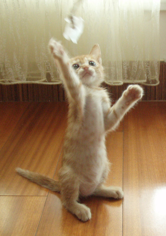 找新家咯,一对精灵可爱的金色小猫猫(身体健康流浪小猫).