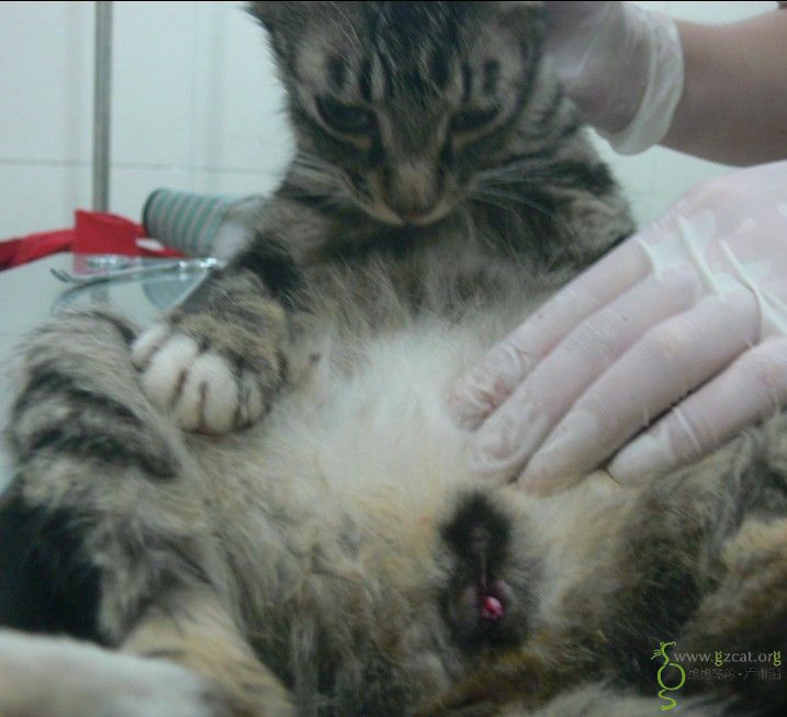 4.24代明姨申请深灰虎纹公猫绝育费用的报销(齐)