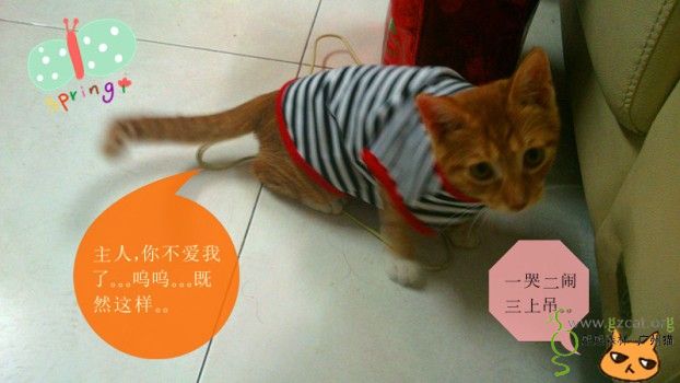 创意布贴画人物-如果帮Neo君穿上不合身的狗衣服会怎样