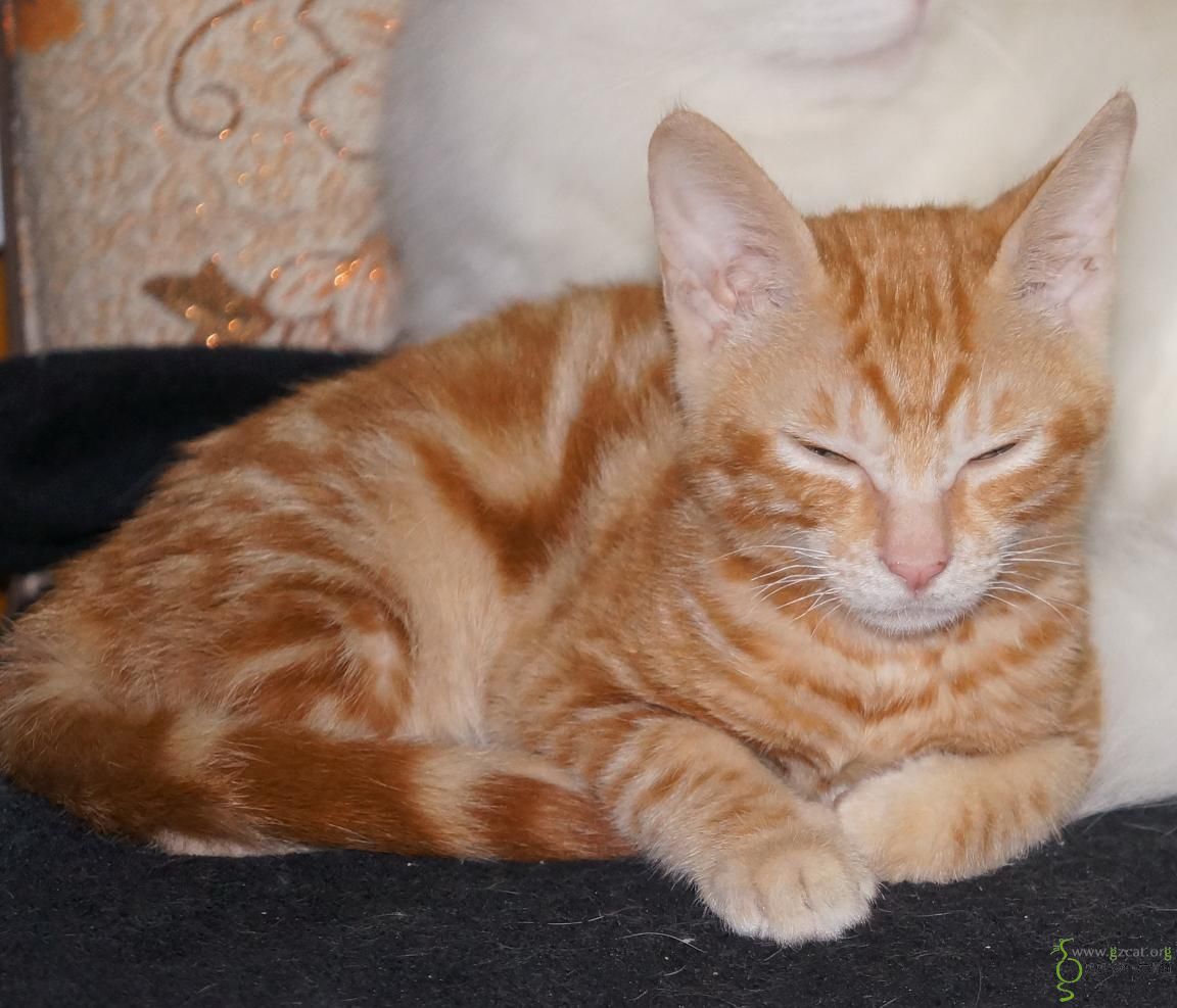 论坛 69 =领养救助版= 69 『流浪猫领养』 69 5-6个月大的黄斑