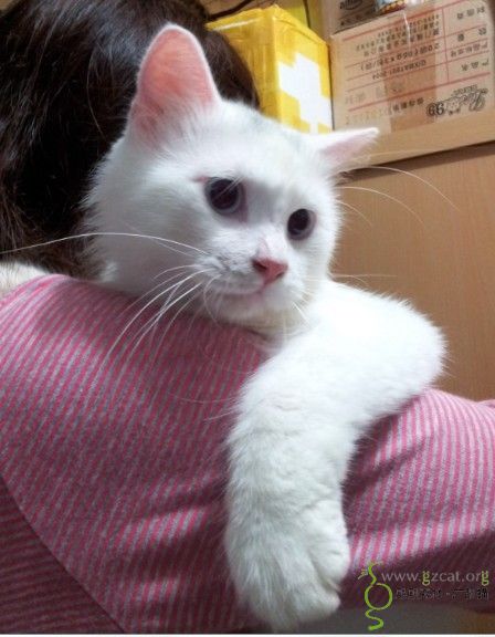 中长毛蓝眼成年超乖大白猫找家.(已领养)