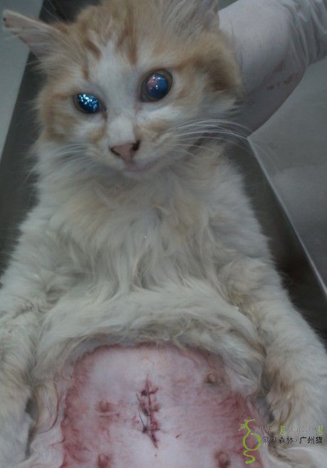 2014327代张姨申请黄白色流浪母猫绝育费的报销请确认到账情况