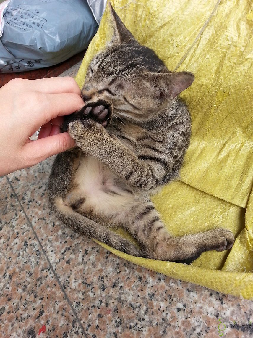 流浪的灰色小公猫求领养