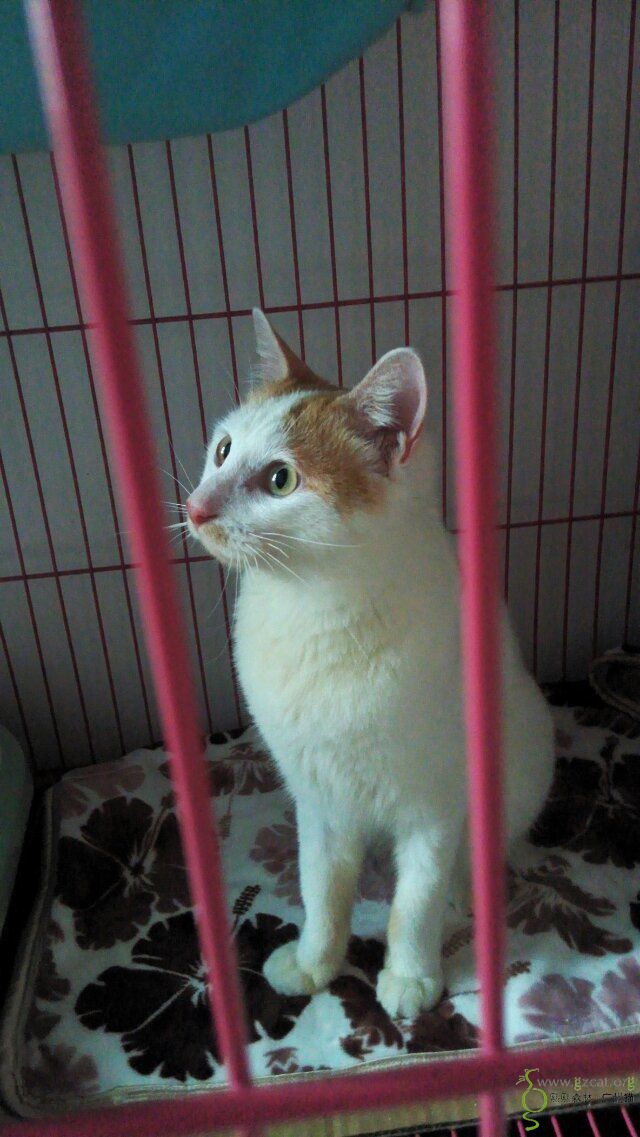 成年无尾黄白喵公公找不离不弃的好人家 - 『流浪猫领养』 - 熙熙森林