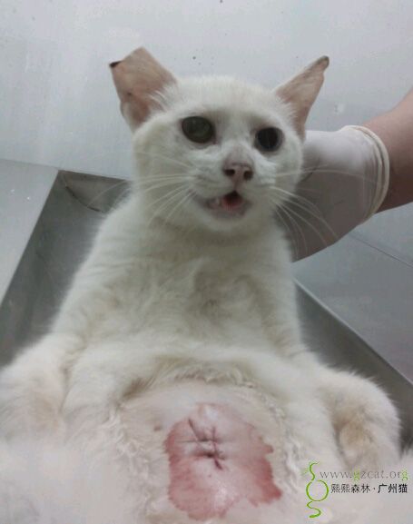 申请1流浪女猫绝育费用 李姨已收到报销 谢谢基金小组成员 请锁帖 广州猫基金 熙熙森林 广州猫 Powered By Discuz