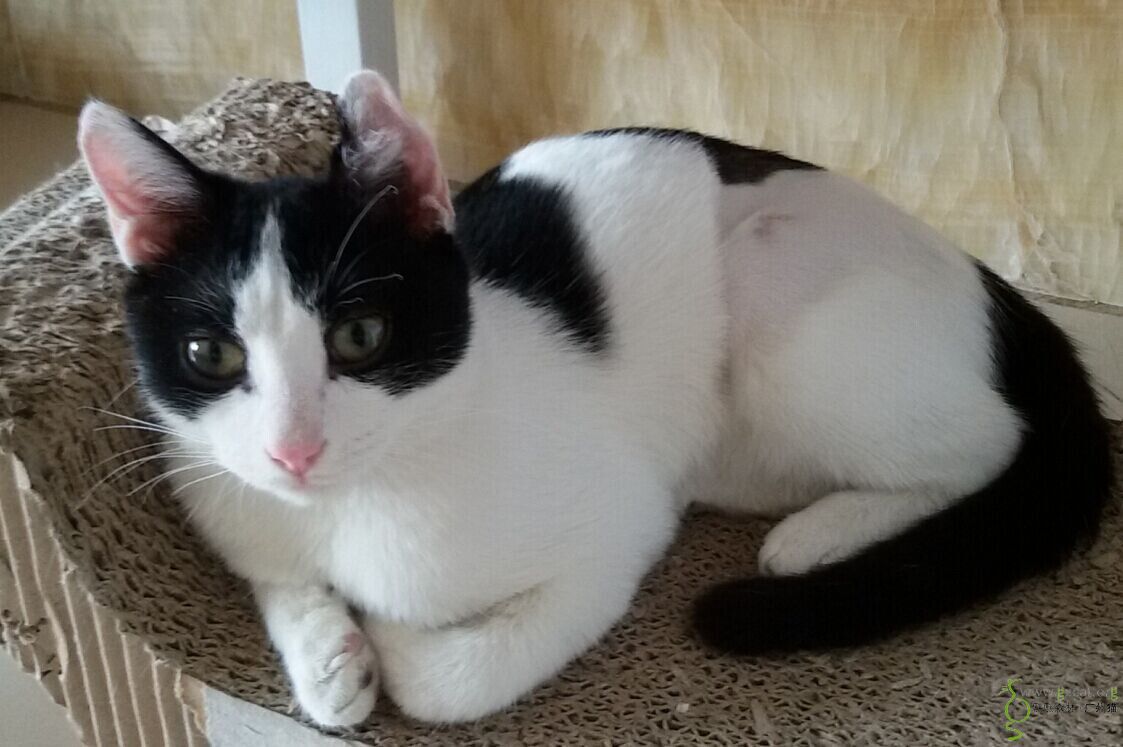 【已领养请锁帖】活泼亲人奶牛妹找靠谱父母