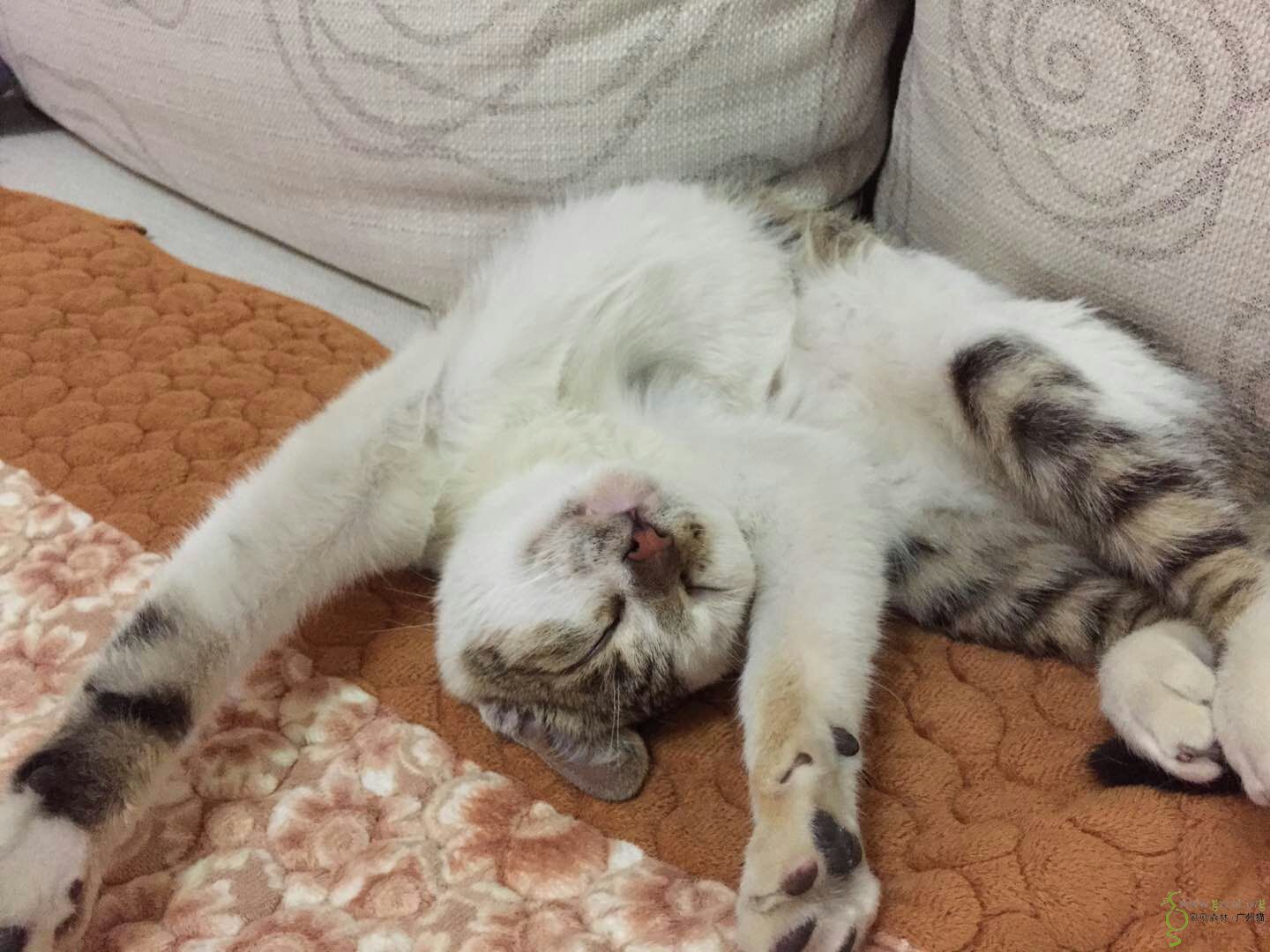 自来熟的小赖皮,求领养!