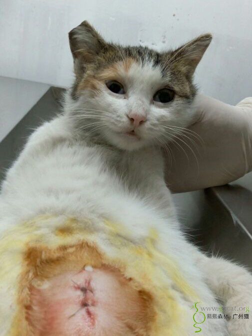 2015.12.1代张姨申请灰白色母猫绝育费的报销(齐)