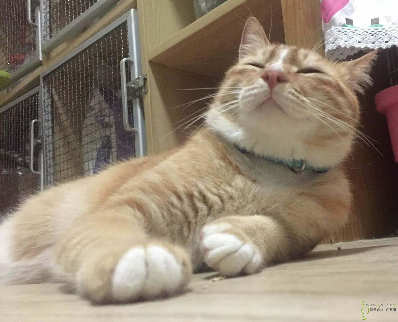 抢手货,待领养 - 『流浪猫领养』 - 熙熙森林·广州猫 - powered by