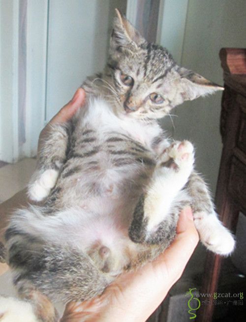 杂物房里来了只怀孕母猫做窝生下的小猫