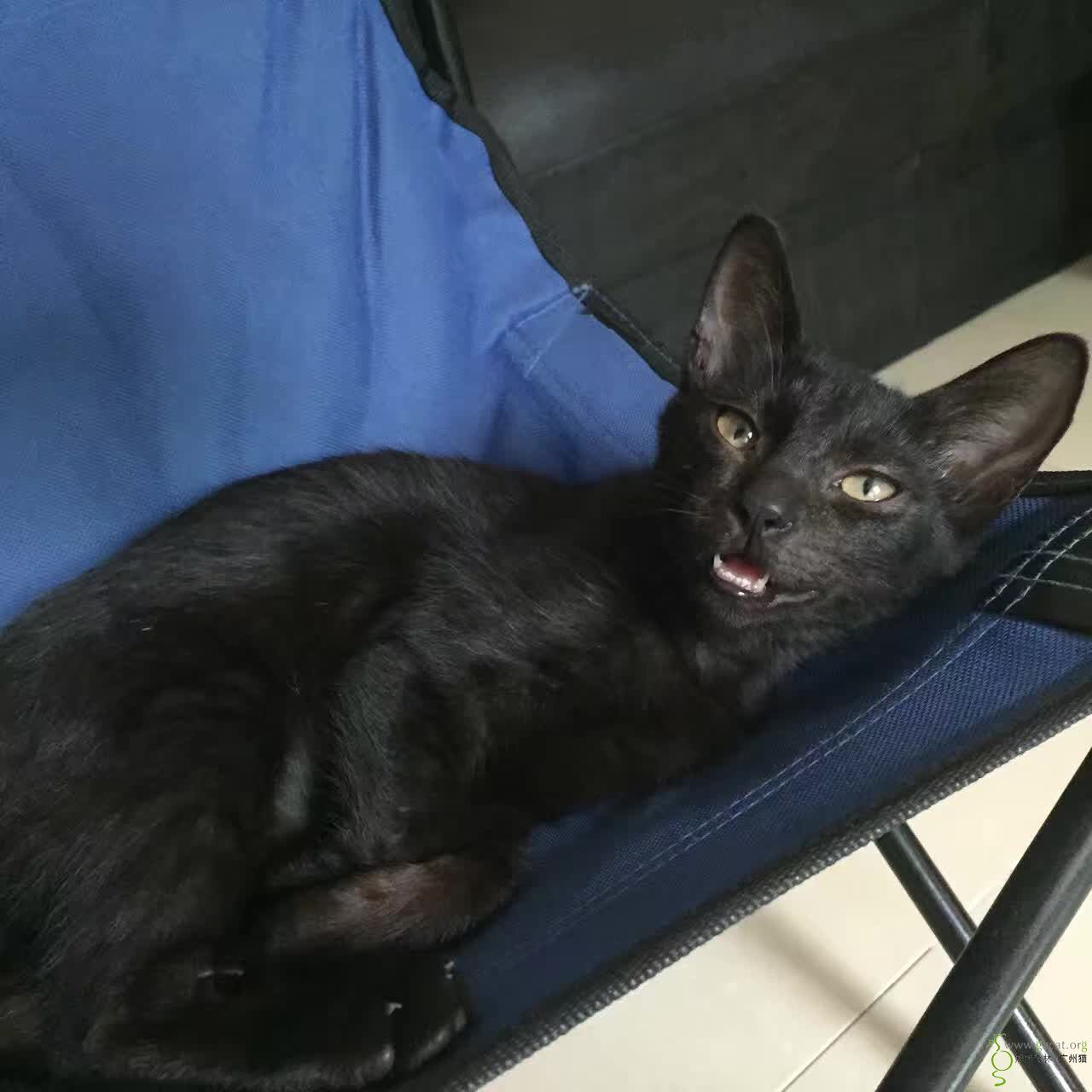 寻找鸳鸯眼异瞳小猫