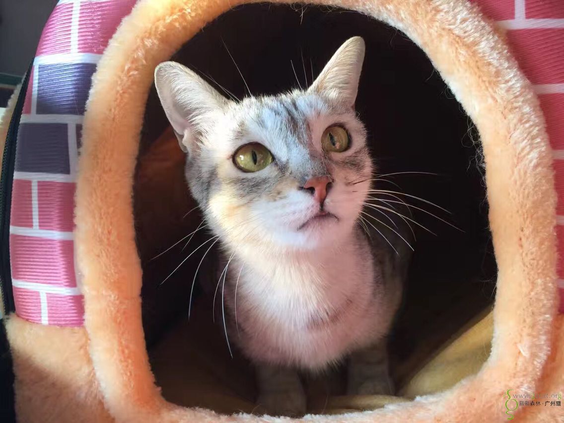 银灰美短求爹娘,要不离不弃哦(已领)