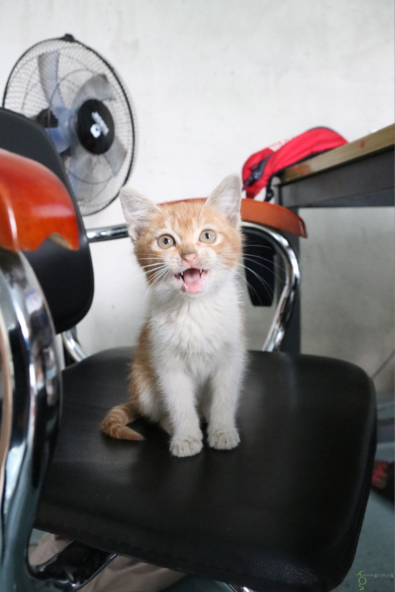 番禺大石小橘猫,公,2个月