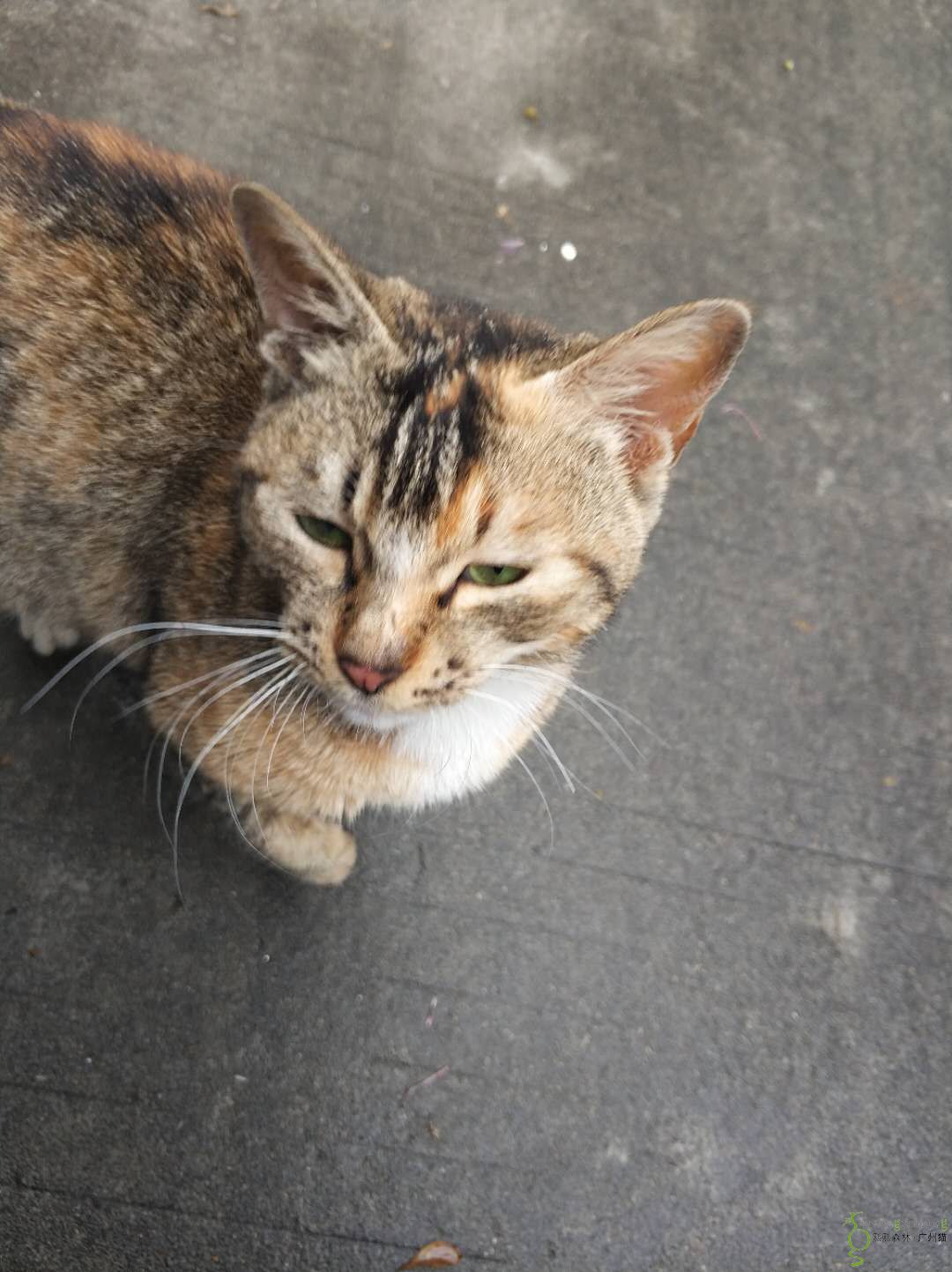 小狸花猫腿瘸了,求领养救助 - 『流浪猫领养』 - 熙熙森林·广州猫