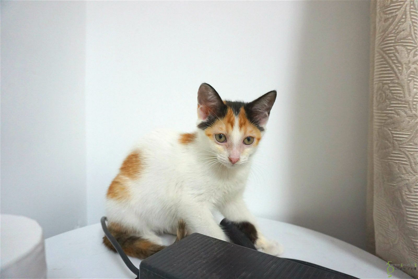 【三花小猫领养】贴心可爱的小跟班等爸爸妈妈