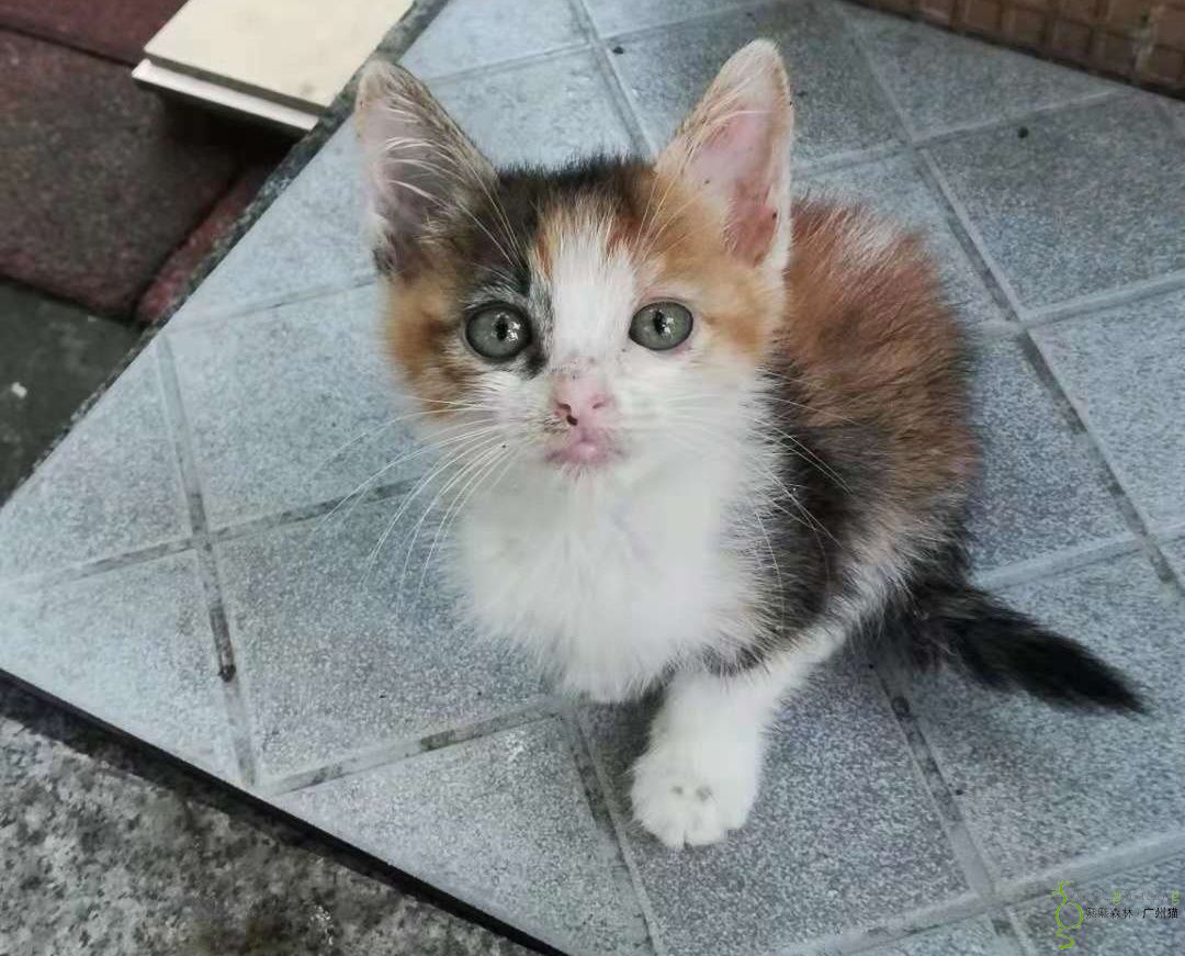 已领养三花小公主