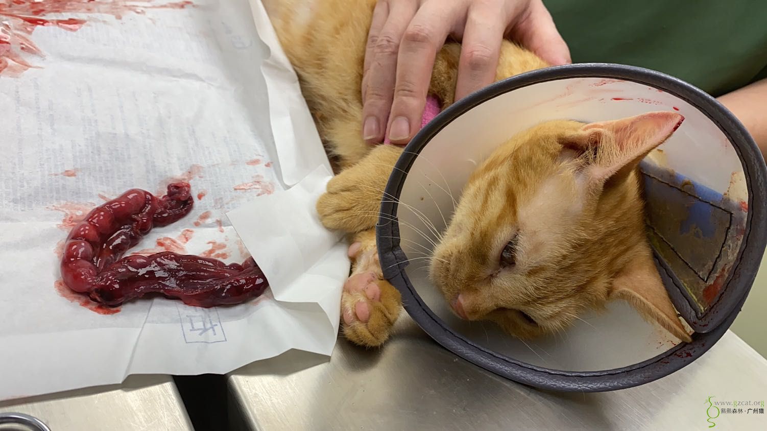 20200615申请流浪猫绝育 治疗费用报销(代-邱姨)