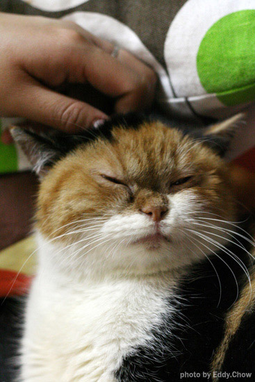 扁脸的名种肉包子■(已领养,请锁贴)