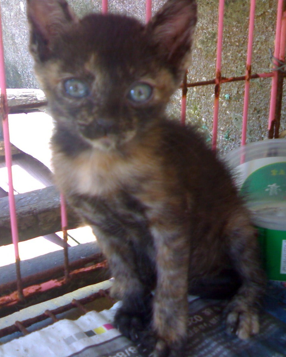 两小猫找领养(黄白猫,黑小猫-约1-2个月大)