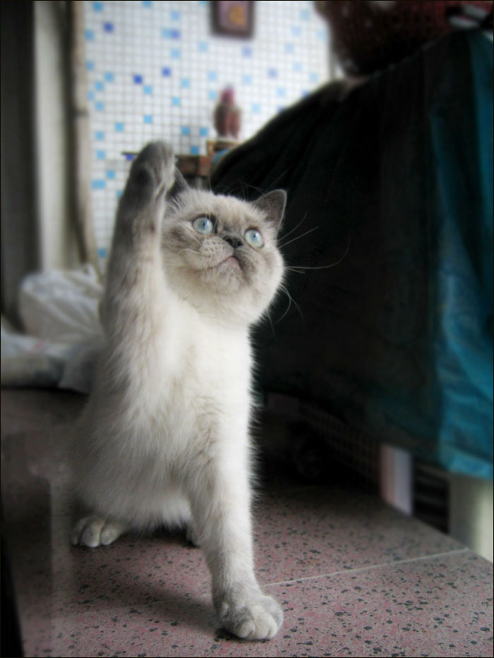 猫友聚会一事,各猫代表都一致表示赞成,有举手支持的,有举脚赞成的!