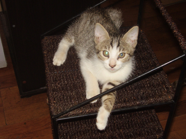 四蹄踏雪的小公猫找爸妈