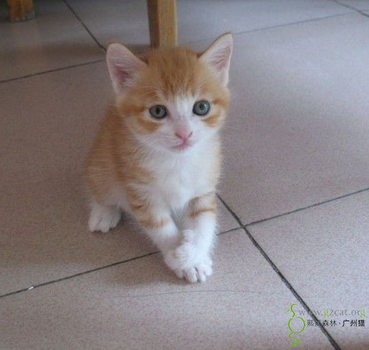流浪小黄猫找主人