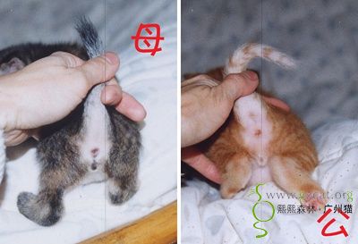 知识共享猫咪身体结构图多图一起来学习下