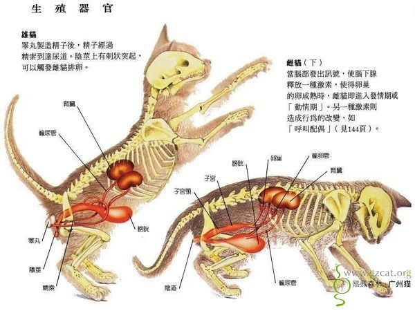 猫的身体内脏结构图图片