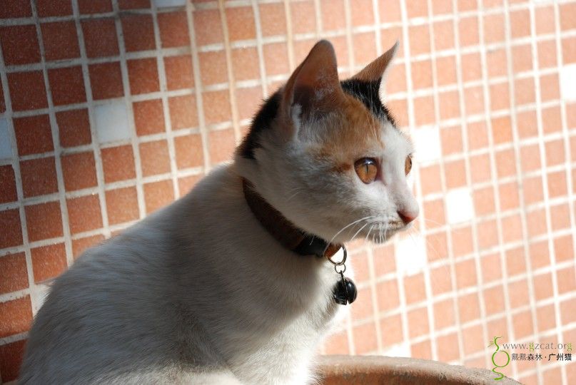 淑女雪倪新相片第一辑 - 『我家有猫咪』 - 熙熙森林·广州猫