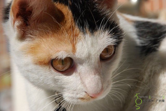 淑女雪倪新相片第一辑 - 『我家有猫咪』 - 熙熙森林·广州猫