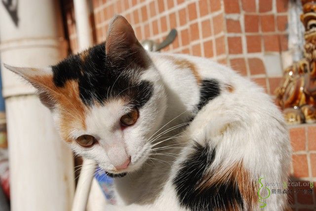 淑女雪倪新相片第一辑