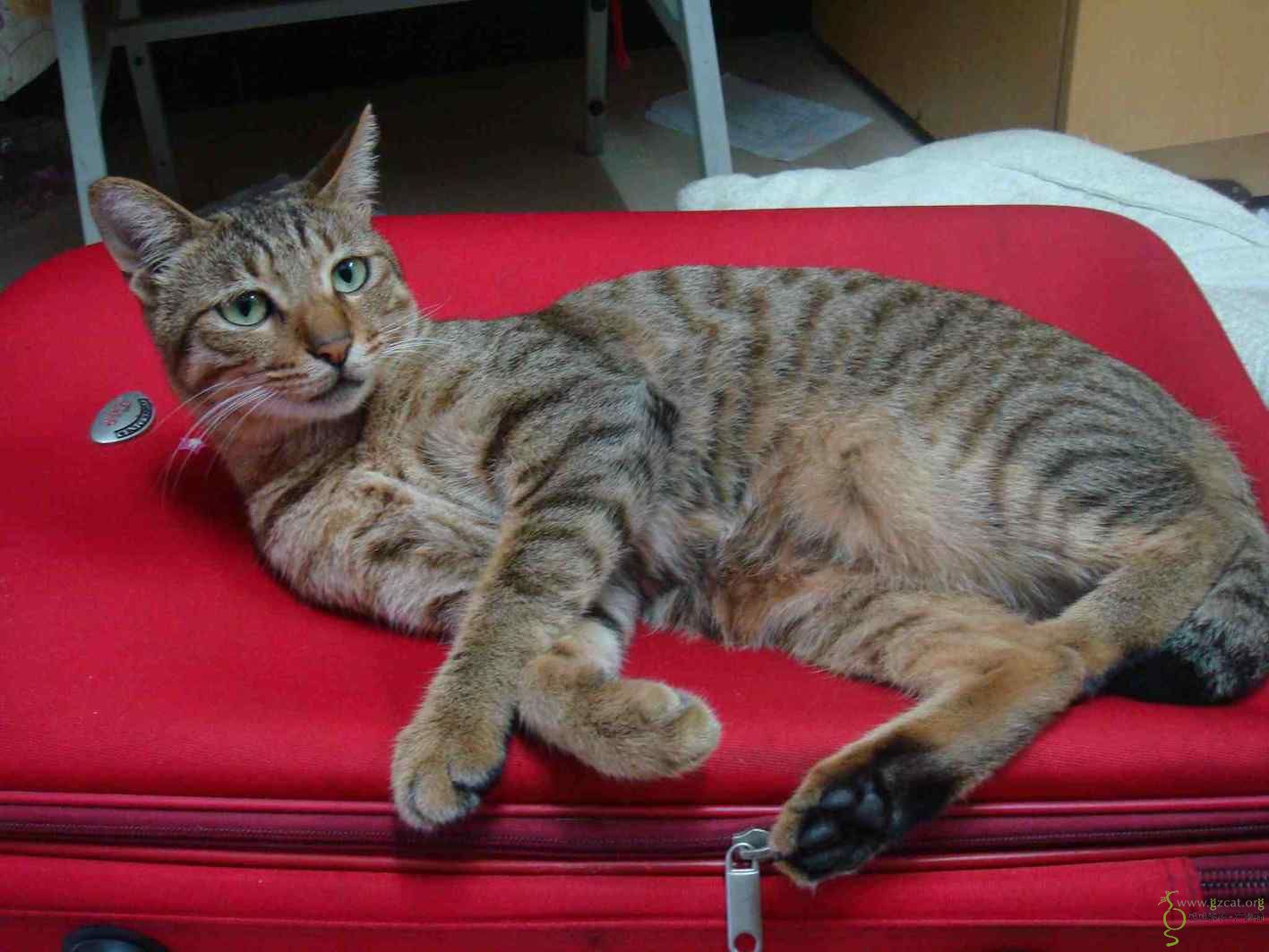 求领养,成年虎纹公猫,大学城