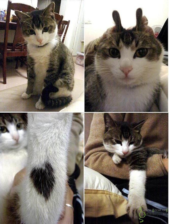 晒王子猫的近照几张