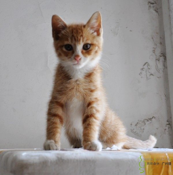 [已领养,谢谢:)]小奶猫找家啦:)约2个月,公猫,黄白色,又乖又亲人