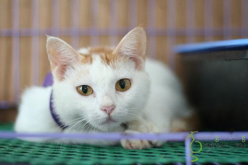 美丽黄白色母猫求领养