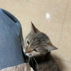 【帮转🙏小母猫找领养】