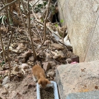 小区无助小奶猫待领养